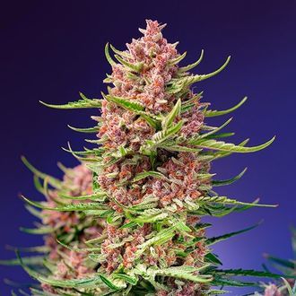 Strawberry Cola Sherbet F1 Fast Version (Sweet Seeds) Feminisoidut