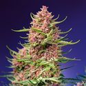 Strawberry Cola Sherbet F1 Fast Version (Sweet Seeds) Feminisoidut