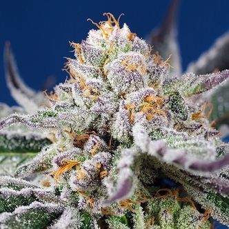 Orange Apricot Glue XL Auto (Sweet Seeds) feminisoidut kannabiksen siemenet