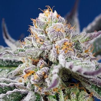 Orange Apricot Glue XL Auto (Sweet Seeds) Feminisoidut