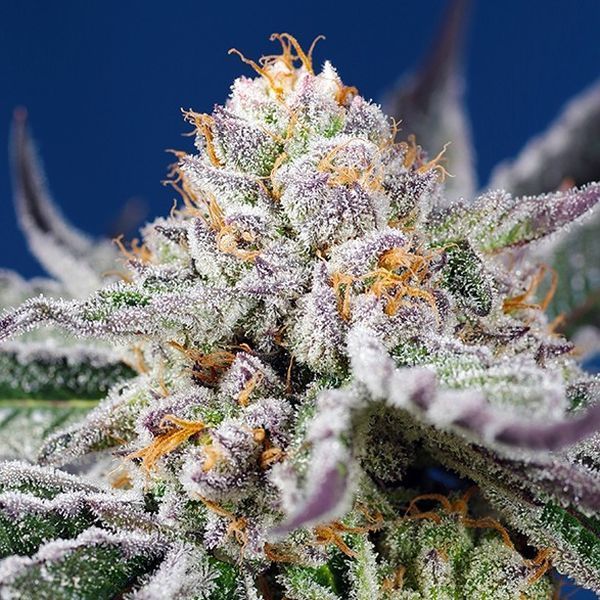 Orange Apricot Glue XL Auto (Sweet Seeds) Feminisoidut