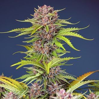 Mimosa Bruce Banner XL Auto (Sweet Seeds) Feminisoidut
