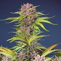 Mimosa Bruce Banner XL Auto (Sweet Seeds) Feminisoidut