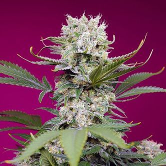 Sweet Mandarine Zkittlez XL Auto (Sweet Seeds) feminisoidut