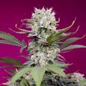 Sweet Mandarine Zkittlez XL Auto (Sweet Seeds) Feminisoidut