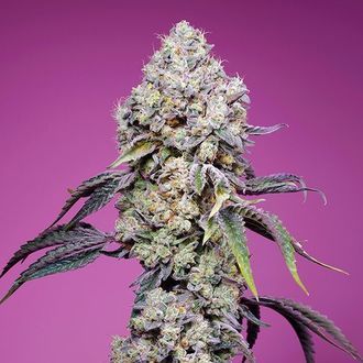 Sweet Mandarine Zkittlez F1 Fast Version (Sweet Seeds) Feminisoidut