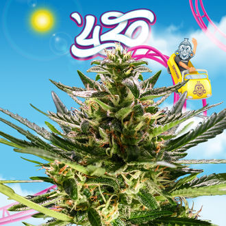 Rollercoaster Haze (Zamnesia Seeds) Feminisoidut