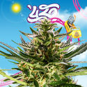 Rollercoaster Haze (Zamnesia Seeds) Feminisoidut