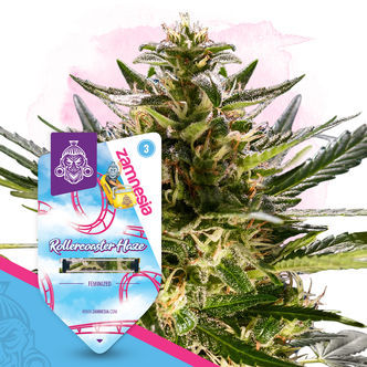Rollercoaster Haze (Zamnesia Seeds) feminisoidut
