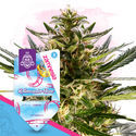 Rollercoaster Haze (Zamnesia Seeds) Feminisoidut