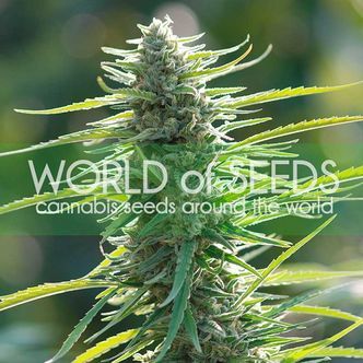Colombian Gold (World Of Seeds) feminisoidut kannabiksen siemenet