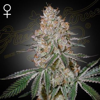 HighCloudZ (Greenhouse Seeds) Feminisoidut