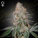 HighCloudZ (Greenhouse Seeds) Feminisoidut