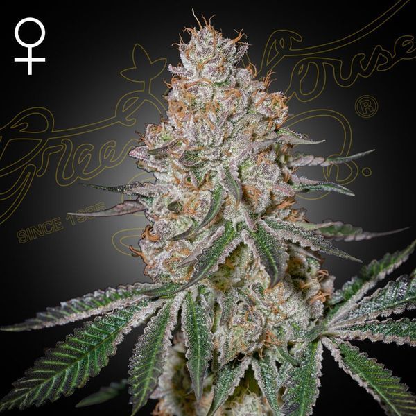 HighCloudZ (Greenhouse Seeds) Feminisoidut