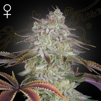 AlienZ (Greenhouse Seeds) feminisoitu