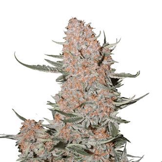 Ztrawberriez Auto (FastBuds) feminisoidut