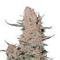 Ztrawberriez Auto (FastBuds) Feminisoidut