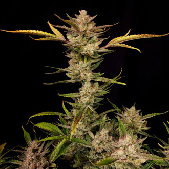Ztrawberriez Auto (FastBuds) Feminisoidut