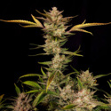 Ztrawberriez Auto (FastBuds) Feminisoidut