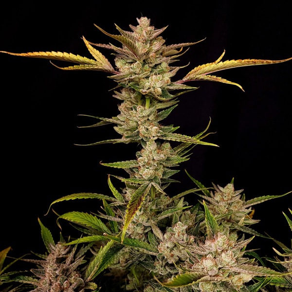 Ztrawberriez Auto (FastBuds) Feminisoidut