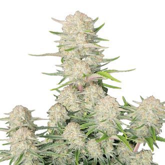 Apricot Auto (FastBuds) Feminisoidut