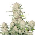 Apricot Auto (FastBuds) Feminisoidut