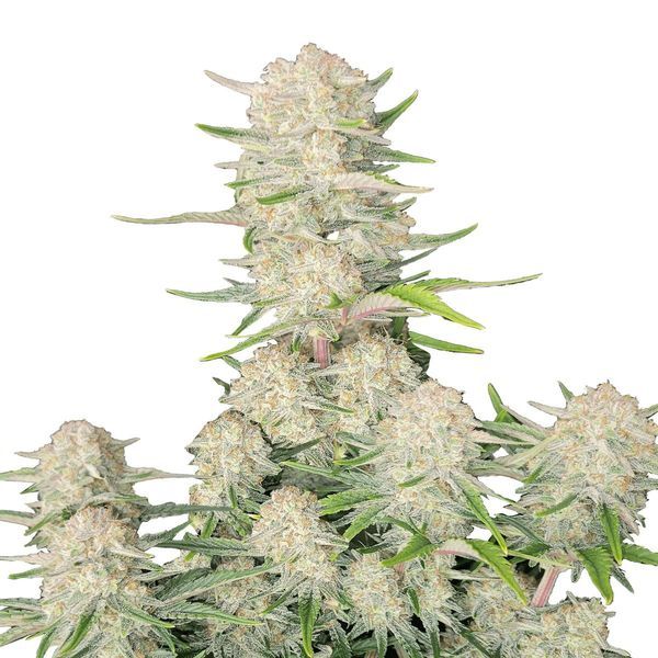 Apricot Auto (FastBuds) Feminisoidut