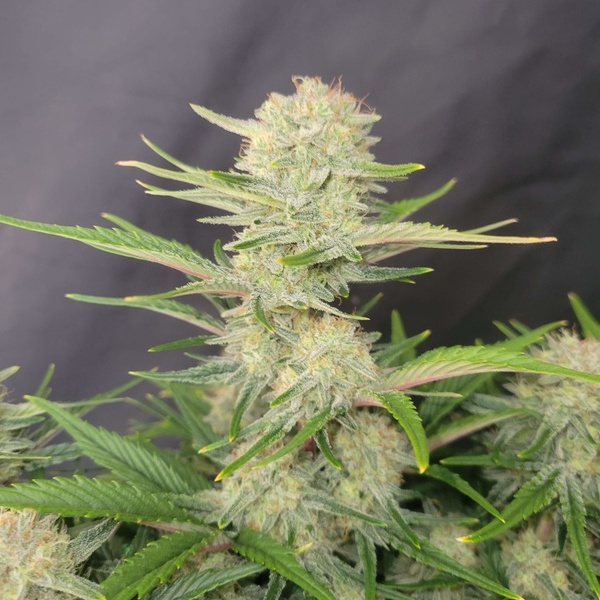 Apricot Auto (FastBuds) Feminisoidut