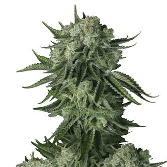 Moby Dick Original Auto (FastBuds) Feminisoitu