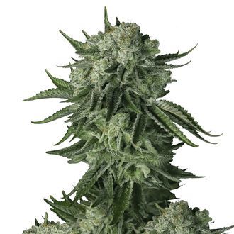 Moby Dick Original Auto (FastBuds) Feminis<span class="highlight">oidut</span>
