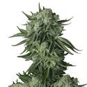 Moby Dick Original Auto (FastBuds) Feminis<span class="highlight">oidut</span>