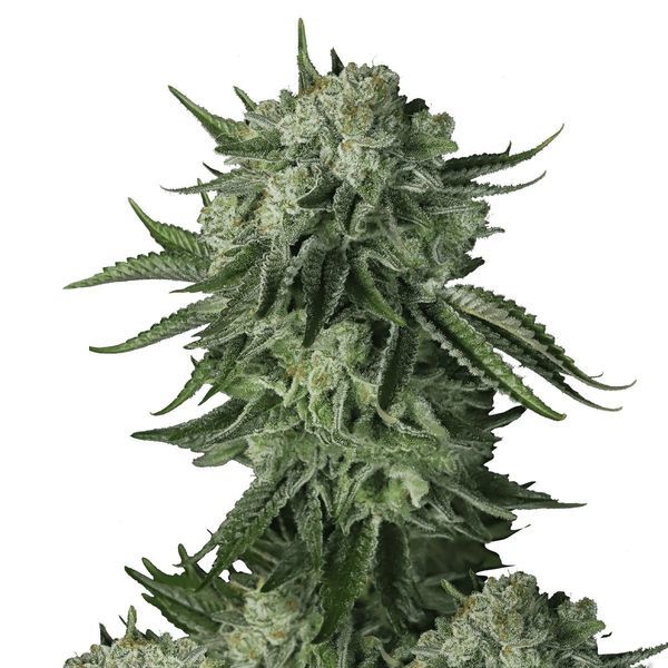 Moby Dick Original Auto (FastBuds) Feminis<span class="highlight">oidut</span>