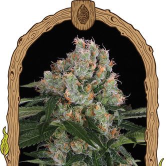 Arctic Flurry (Exotic Seed) feminisoidut kannabiksen siemenet