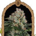 Artic Flurry (Exotic Seed) Feminisoidut