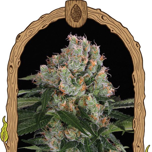 Artic Flurry (Exotic Seed) Feminisoidut