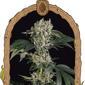 Sugar Larry (Exotic Seed) Feminisoidut