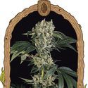 Sugar Larry (Exotic Seed) Feminisoidut