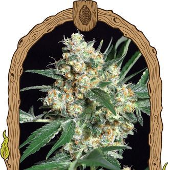 Honey Mints (Exotic Seed) feminisoidut