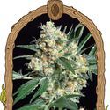 Honey Mints (Exotic Seed) Feminisoidut