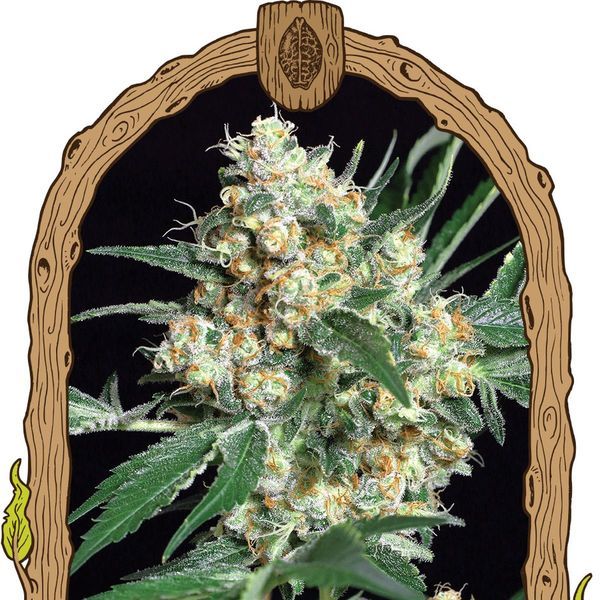 Honey Mints (Exotic Seed) Feminisoidut