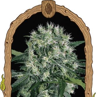 Pink Hokkaido (Exotic Seed) feminisoidut kannabiksen siemenet
