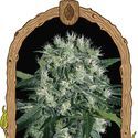 Pink Hokkaido (Exotic Seed) Feminisoidut