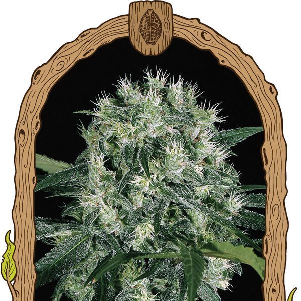 Pink Hokkaido (Exotic Seed) Feminisoidut