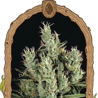 Tangerine Band (Exotic Seed) Feminisoidut