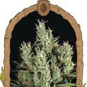 Tangerine Band (Exotic Seed) Feminisoidut