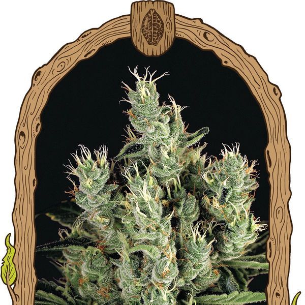 Tangerine Band (Exotic Seed) Feminisoidut