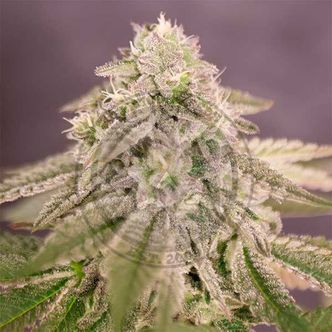 Bay Burger (Delicious Seeds) feminisoidut