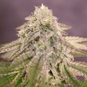 Bay Burger (Delicious Seeds) Feminisoidut