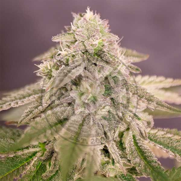 Bay Burger (Delicious Seeds) Feminisoidut