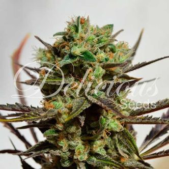Delicious Candy (Delicious Seeds) feminisoidut